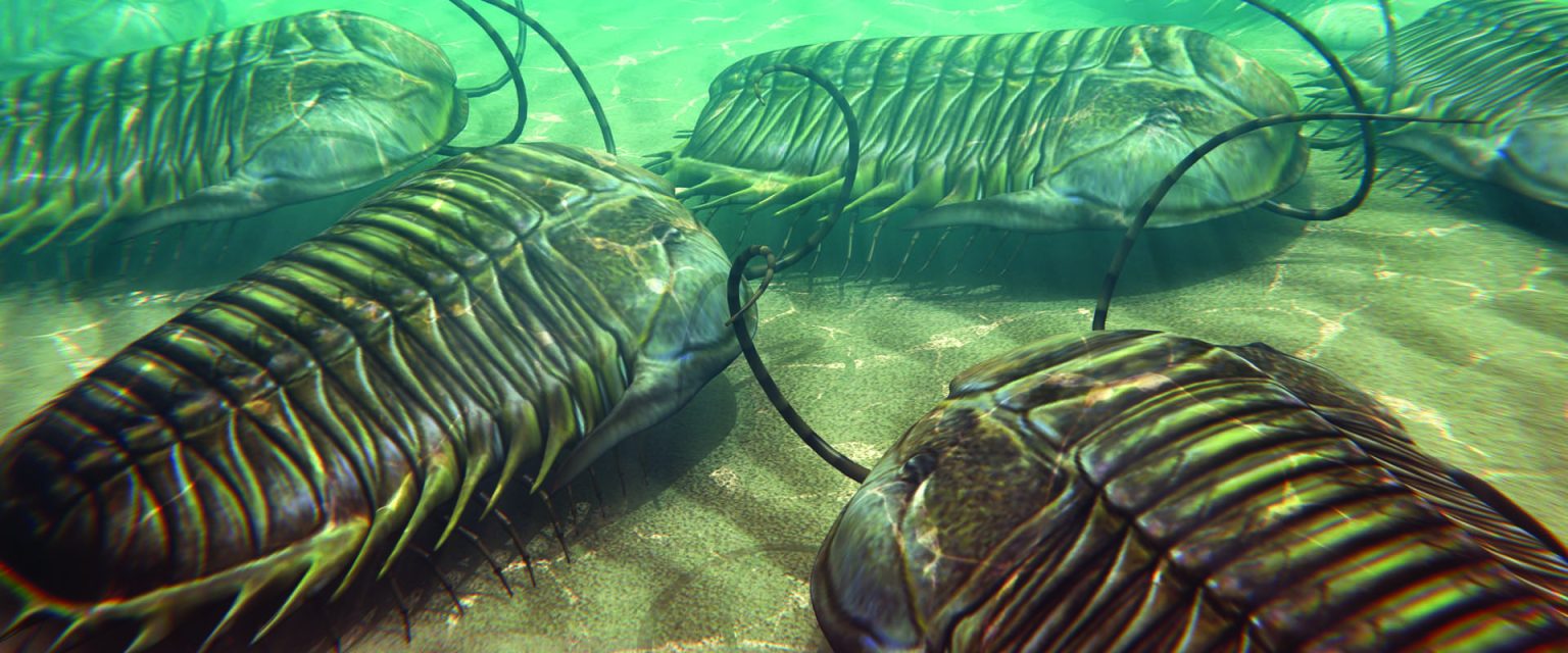 Miracielos (Familia Uranoscopidae) · Natusfera, image size:1536x640